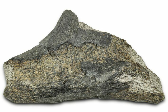 Fossil Dinosaur Bone Section - Montana #326464